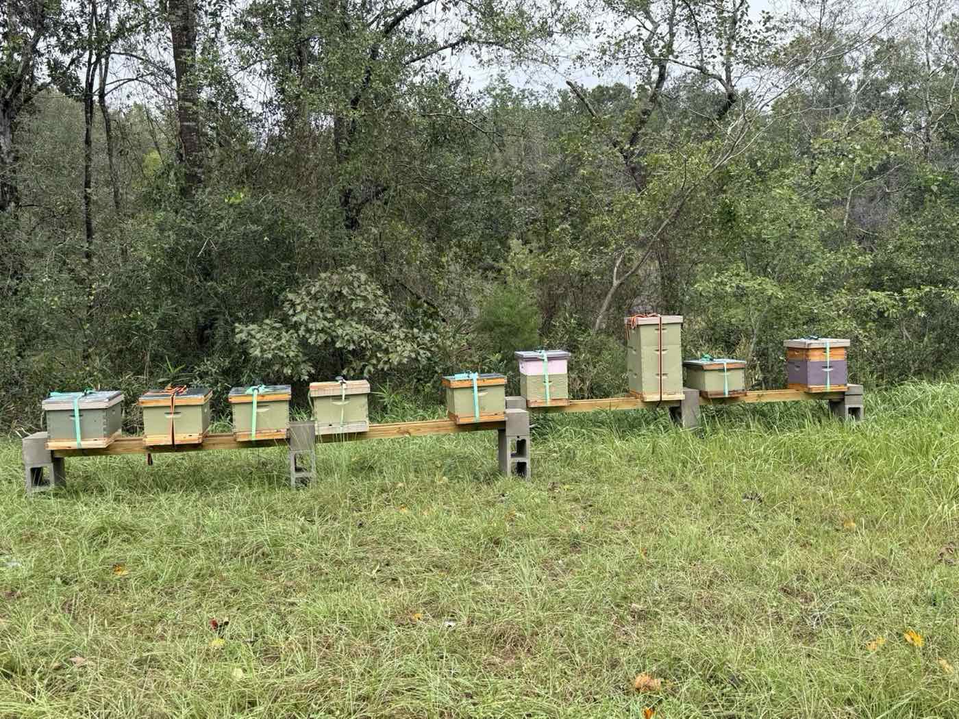 A row of Mount Olive Bee Co. hives on a stand at the edge of the woods