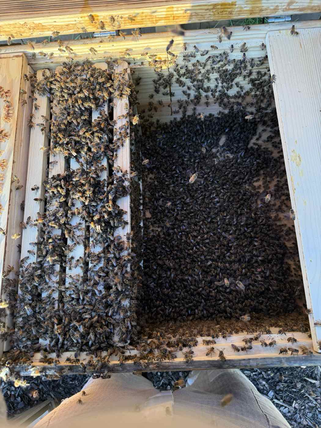 Looking down into an open hive boiling with bees