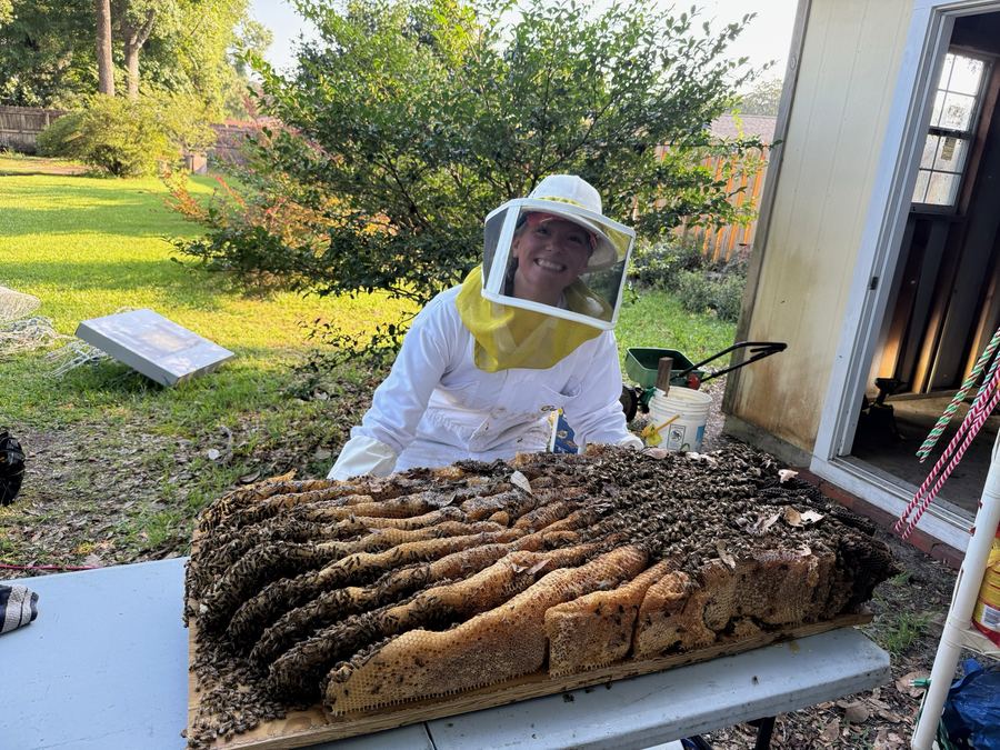 Theresa in her bee veil, grinning behind a table full of honeycomb from a live bee removal